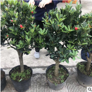 嫁接盆栽 四季杜鵑茶花 四季杜鵑紅山茶