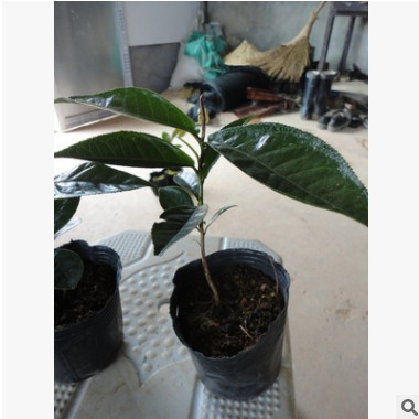 盆栽四季海棠茶花小苗 優(yōu)質(zhì)品種茶花 四季海棠茶花