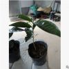 盆栽四季海棠茶花小苗 優質品種茶花 四季海棠茶花