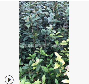 盆栽金花茶 防城金花茶 四季金花茶 黃色花系金花茶苗