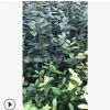 盆栽金花茶 防城金花茶 四季金花茶 黃色花系金花茶苗