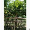 基地直銷各種規(guī)格火焰木樹?綠化行道林木苗木樹種耐寒?觀花植物