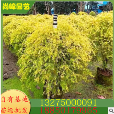 黃金香柳 黃金寶樹 千層金 基地直銷 規(guī)格齊全 大量供應(yīng) 農(nóng)戶直供