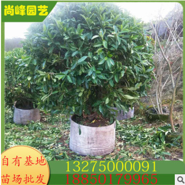 福建灰莉球 非洲茉莉小苗 銀邊茉莉球 基地批發(fā) 規(guī)格齊全大量供應(yīng)