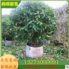 福建灰莉球 非洲茉莉小苗 銀邊茉莉球 基地批發 規格齊全大量供應
