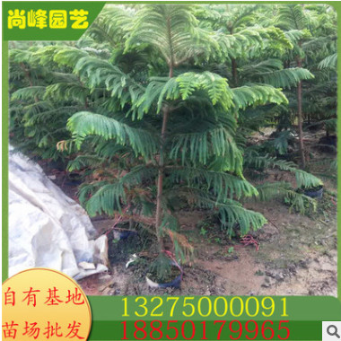南洋杉 塔柏 龍柏 基地批發(fā) 規(guī)格齊全大量供應(yīng) 農(nóng)戶直供 物美價(jià)廉