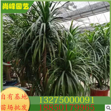 龍血樹 為室內(nèi)裝飾優(yōu)良凈化空氣觀葉綠色植物 規(guī)格齊全 物美價(jià)廉