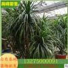 龍血樹 為室內裝飾優良凈化空氣觀葉綠色植物 規格齊全 物美價廉