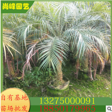 （美麗針葵） 江邊刺葵小苗 軟葉刺葵 農(nóng)戶直銷規(guī)格齊全 物美價(jià)廉