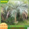 （美麗針葵） 江邊刺葵小苗 軟葉刺葵 農戶直銷規格齊全 物美價廉