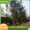 尚峰園藝基地批發小葉紫薇 百日紅 精品叢生紫薇規格齊全物美價廉