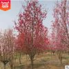 觀賞桃花基地批發 5公分紅葉碧桃價格 碧桃品種