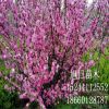 泰安櫻花樹基地大量出售1-15公分櫻花樹 日本晚櫻