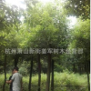 香樟 基地直銷 行道樹 各種規格 品種齊全 量大優惠