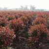 山東紅葉石楠球批發