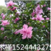 山東木槿批發