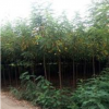 山東香花槐批發