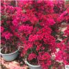 三角梅 勒杜鵑 葉子花 同安紅四季紅水紅 園林綠化 基地直銷