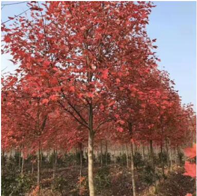 美國(guó)紅楓