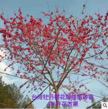 臺(tái)灣牡丹櫻花
