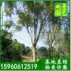 藍花楹價格 福建藍花楹基地直銷 漳州藍花楹批發