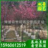 福建山櫻花價格 自產自銷 自家基地規格齊全 福建山櫻花批發