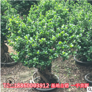小葉榕樹盆栽造型地瓜榕樹造型樹樁盆景苗室內植物人參榕綠植