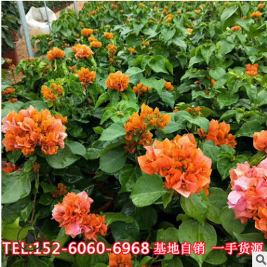 三角梅盆栽漳州產地直發 造型三角梅同安紅三角梅樁頭金黃橙黃