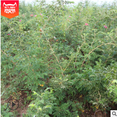 多季刺梅小苗 紅刺梅小苗 四季刺玫 紅刺梅 批基地批發各種苗木