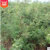 多季刺梅小苗 紅刺梅小苗 四季刺玫 紅刺梅 批基地批發各種苗木