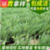 供應批發沙地柏 沙地柏 綠化工程基地防風固沙