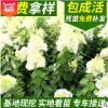 基地供應木繡球灌木類綠化木繡球 自產自銷大苗園林綠化苗木繡球