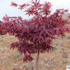 紅楓樹苗 日本紅楓苗 庭院綠化樹 盆栽樹苗