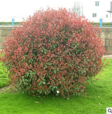 苗圃批發紅葉石楠 紅葉石楠球 園林綠化苗木 規格齊全