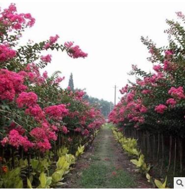 基地批發紅花紫薇樹苗 百日紅綠化苗木 紫薇苗 行道樹