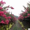 基地批發紅花紫薇樹苗 百日紅綠化苗木 紫薇苗 行道樹