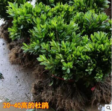 工程綠化苗毛杜鵑 杜鵑苗 映山紅 杜鵑花苗 春娟小苗 盆栽杜鵑