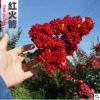 紫薇小苗紫薇樹苗老樁速生紫薇苗紅火箭紫薇苗紫薇花苗美國紫薇苗