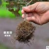 綠籬苗木紅花繼木綠化苗木 庭院園林綠化樹苗 四季常青開花植物
