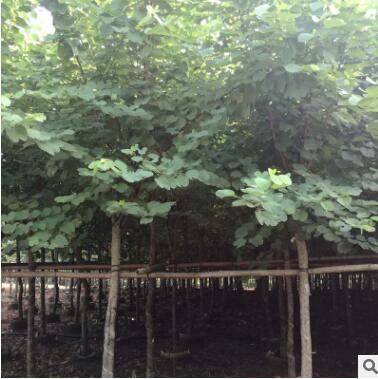 產(chǎn)地長期供應(yīng) 常綠喬木 基地直銷 12公分宮粉紫荊袋苗