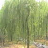 垂柳