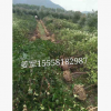 紅葉石楠籬笆 基地直銷 工程采購 各種規格 批發價格