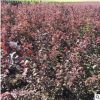 廠家直銷 常年批發出售蜜枝紅葉李工程苗 品質保證