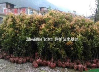 出售金絲楠木100萬株
