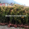 出售金絲楠木100萬(wàn)株