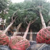 供應(yīng)10000株紅豆杉大樹(shù)苗