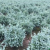 藍色波爾瓦7供應/藍色波爾瓦7圖片