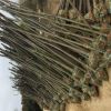 基地批發櫸樹樹苗批發園林工程綠化苗木行道庭蔭樹紅櫸樹苗