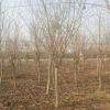 紫荊樹苗叢生庭院大型花卉開花風景樹耐寒綠化工程苗南北方種植