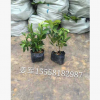 毛娟小毛球 批發價格大量供應 毛娟盆栽 基地直銷 品種齊全